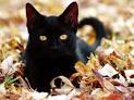 black_cat_in_leaves