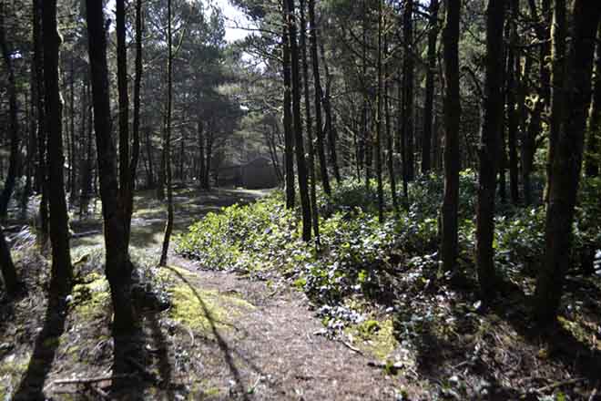 A verdant forest leads to the beach.